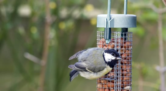 National Bird Feeding Month