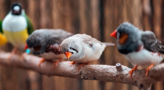 Bird Health Awareness Week