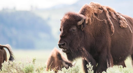 Bison-ten Yell Day