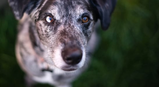 Adopt A Senior Pet Month