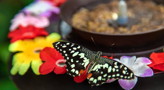 Butterfly Education and Awareness Day