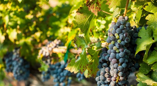 Cabernet Franc Day