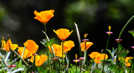 California Poppy Day