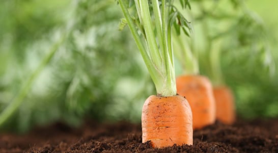 International Carrot Day