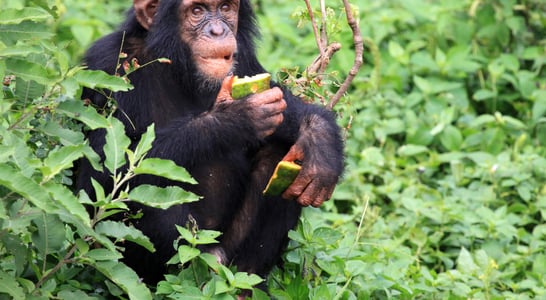 World Chimpanzee Day