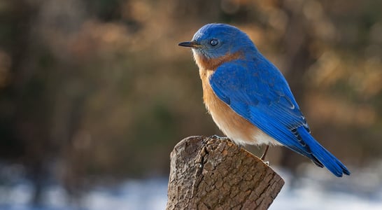 Bluebird of Happiness Day