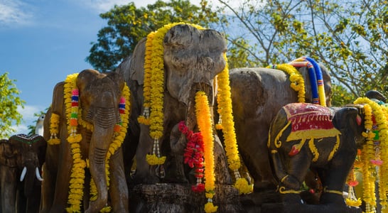 Elephant Round-Up in Surin