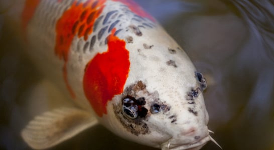 National Koi Day