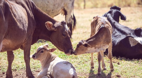 National Farm Animals Day