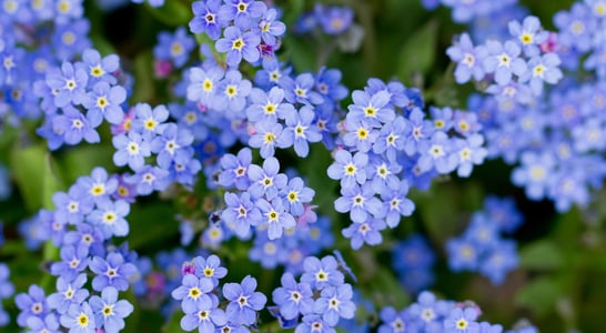 National Forget-Me-Not Day