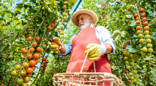 Fresh Florida Tomato Month