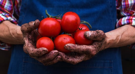 Fresh Tomato Day