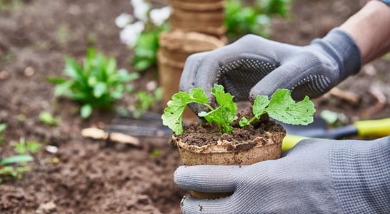 National Garden Month