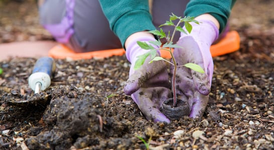 National Gardening Exercise Day