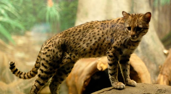 World Geoffroy’s Cat Day