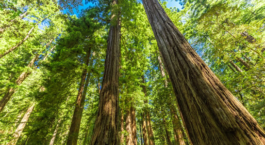 National Arbor Day