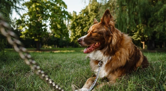 Have a Heart for Chained Dogs Week