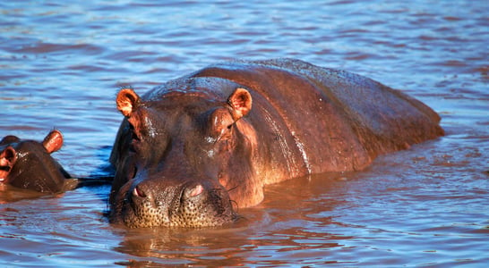 World Hippo Day