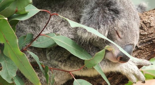 Hug an Australian Day