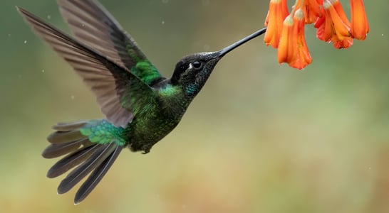 National Hummingbird Day