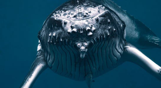 Humpback Whale Awareness Month