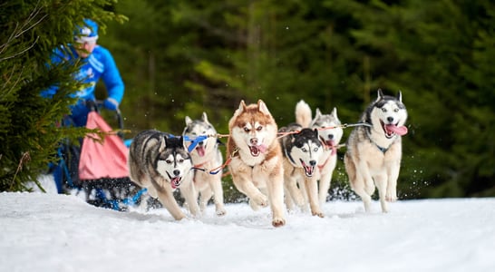 Iditarod Trail Sled Dog Race