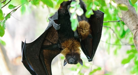 International Bat Night