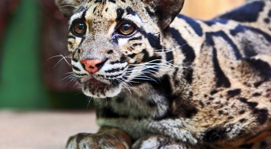 International Clouded Leopard Day