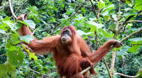 International Orangutan Day