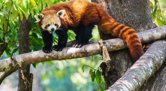 International Red Panda Day