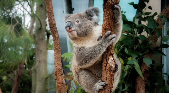 International Wild Koala Day