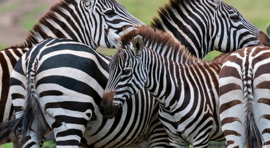 International Zebra Day