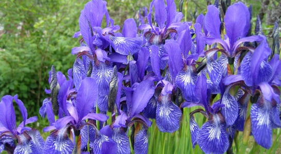 Iris Day