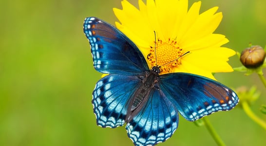 National Learn About Butterflies Day