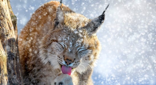 International Lynx Day