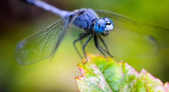 National Dragonfly Day