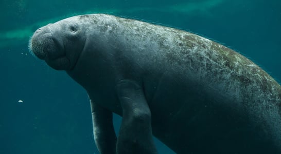 Manatee Awareness Month