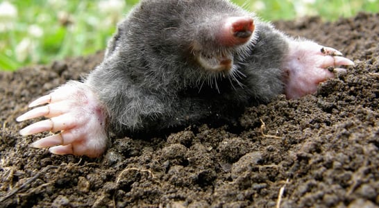 National Mole Day