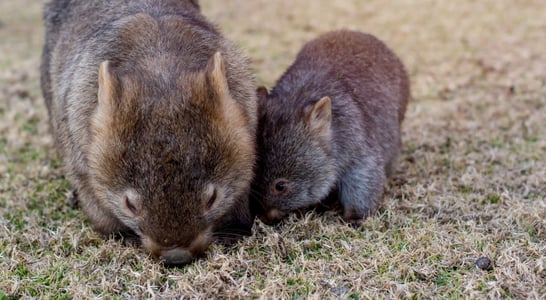 Wombat Day