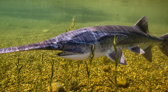 National American Paddlefish Day