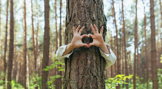 National Love a Tree Day