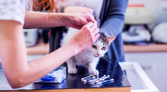 National Microchipping Month