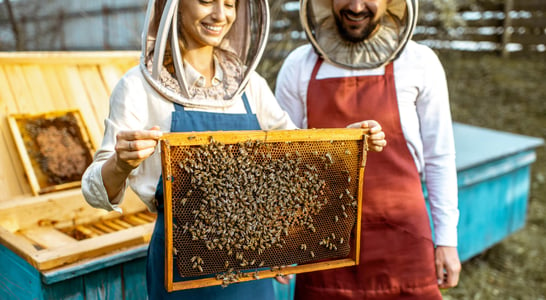 National Urban Beekeeping Day