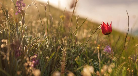 National Wildflower Week 