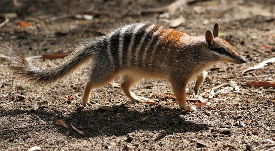 World Numbat Day