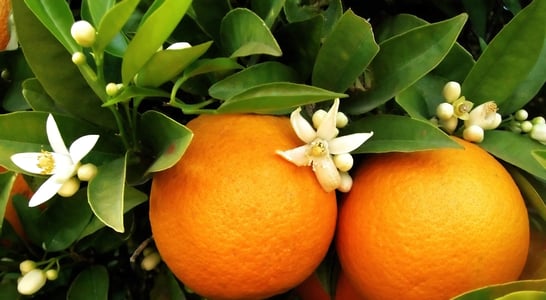 National Orange Blossom Day