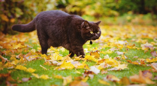 National Pet Obesity Awareness Day