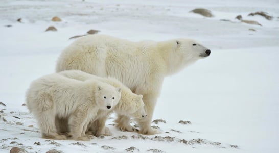 International Polar Bear Day