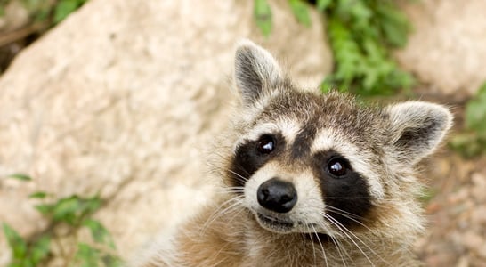 International Raccoon Appreciation Day