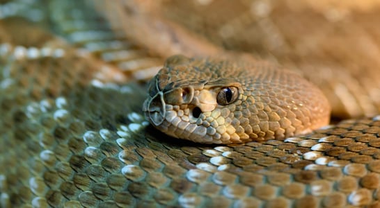 Rattlesnake Roundup Day